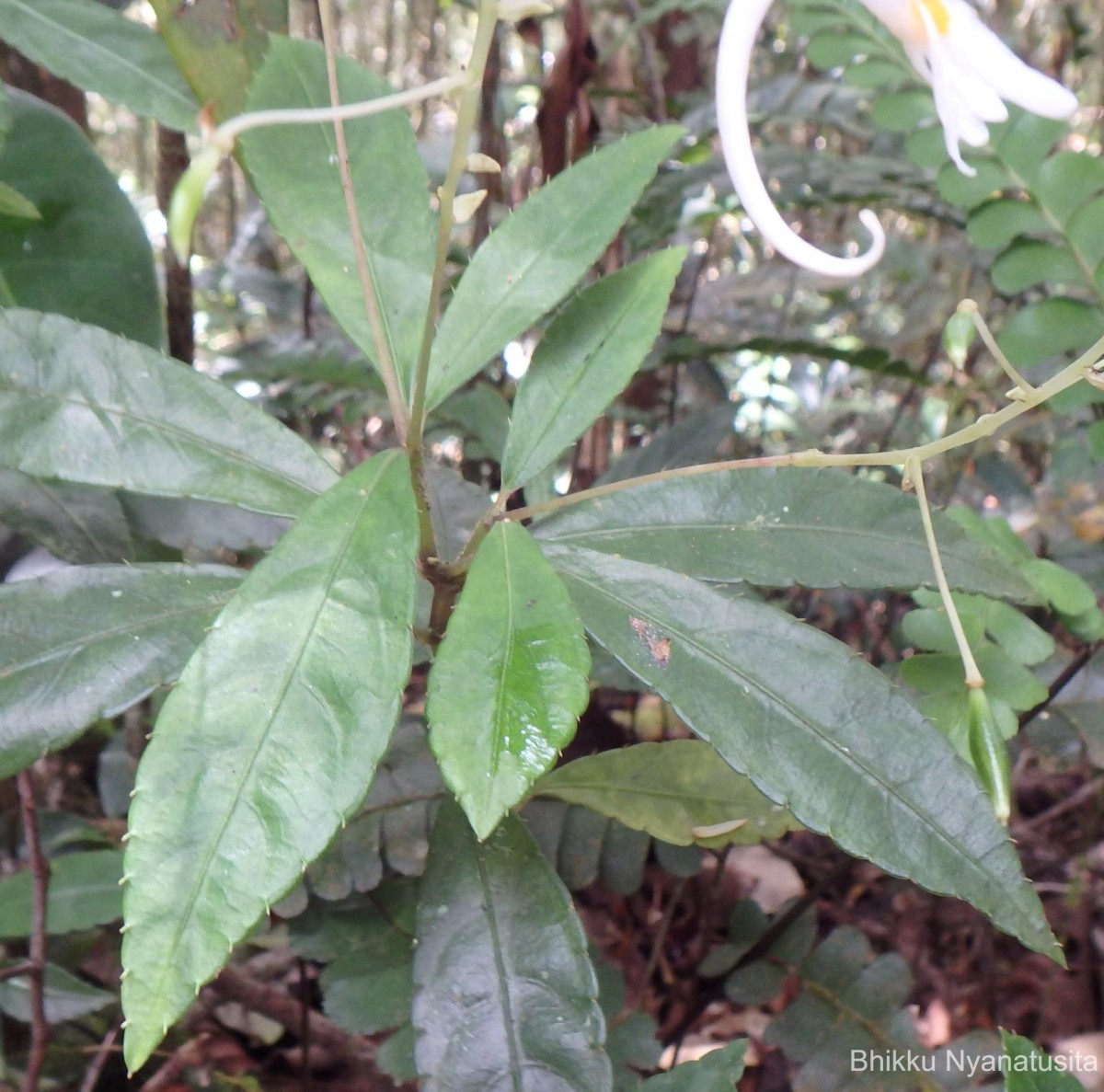 Impatiens cornigera Arn.